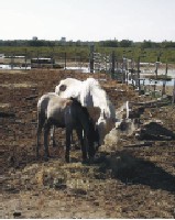 camargue